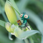 Lloyd of the Flies goes on a Grand Bug & Pest Hotel Hunt