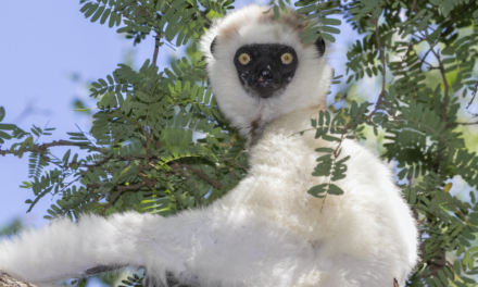 Licensed Right International, Inc. Partners with Wildlife Madagascar to Launch a Purpose-Driven Branded Property