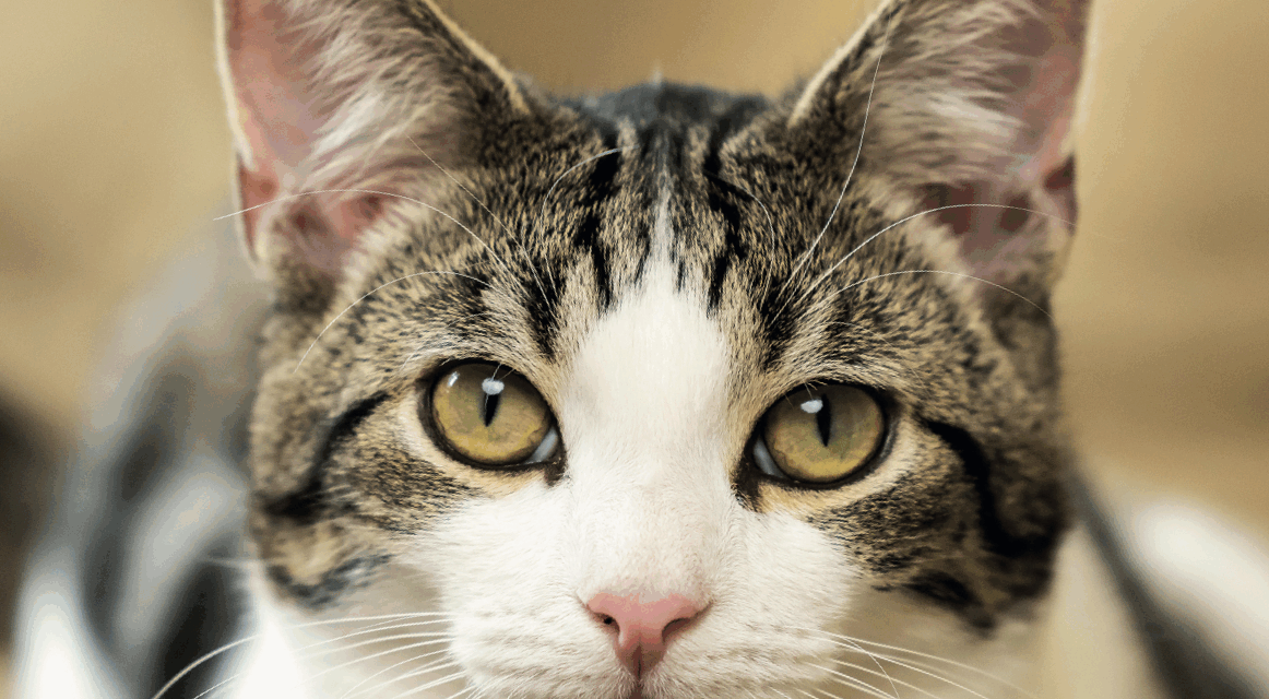 Carousel Worldwide signs licence with Cats Protection